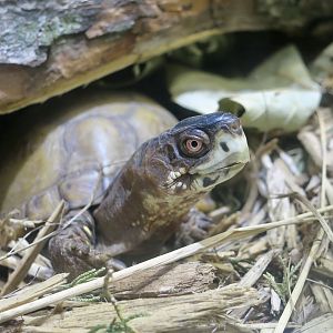 Three-Toed Box Turtle (Terrapene carolina triunguis)