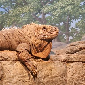 Jamaican Iguana (Cyclura collei)