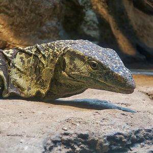 Gray's Monitor (Varanus olivaceus)