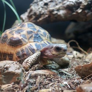 Northern Spider Tortoise (Pyxis arachnoides brygooi)