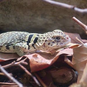 Eastern Collared Lizard (Crotaphytus collaris)
