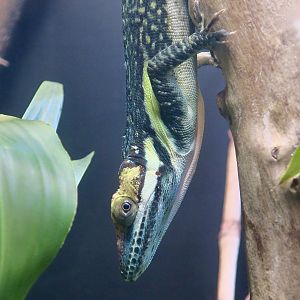 Smallwood's Anole (Anolis smallwoodi)
