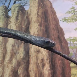 Black Mamba (Dendroaspis polylepis)