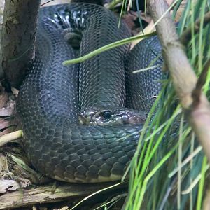 Caspian Cobra (Naja oxiana)