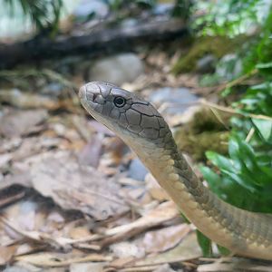 Sunda King Cobra (Ophiophagus cf. bungarus)