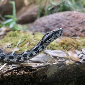 Wagner's Viper (Montivipera wagneri)