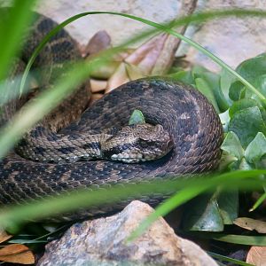 Bulgardagh Viper (Montivipera bulgardaghica)