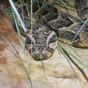 Puff Adder (Bitis arietans)