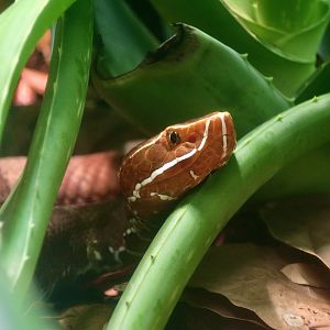 Southern Cantil (Agkistrodon howardgloydi)