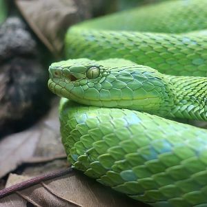 Rowley's Palm Pit Viper (Bothriechis rowleyi)