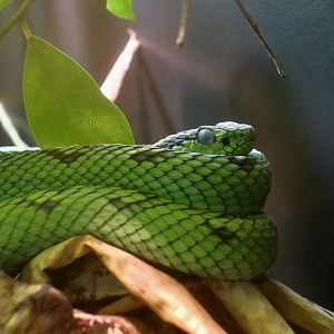 Yellow-Blotched Palm Pit Viper (Bothriechis aurifer)