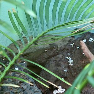 Tokara Habu (Protobothrops tokarensis)