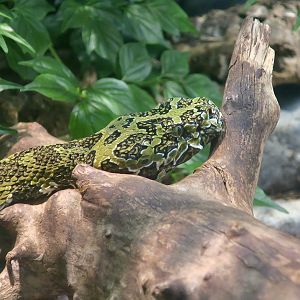 Mangshan Pit Viper (Protobothrops mangshanensis)