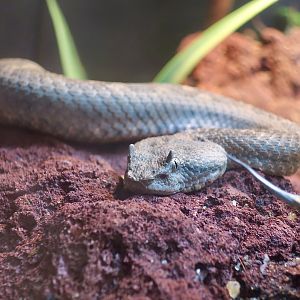 Black-Tailed Horned Pit Viper (Mixcoatlus melanurus)