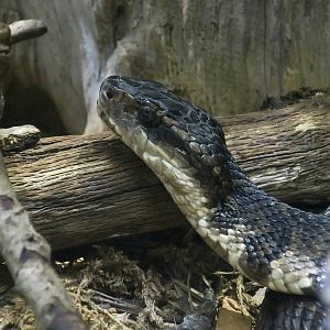 Western Cottonmouth (Agkistrodon piscivorus)
