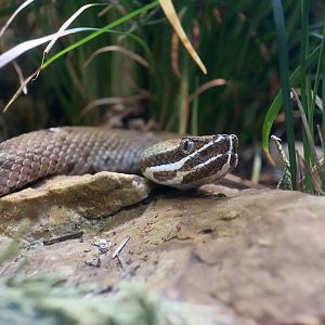 Arizona Ridgenose Rattlesnake (Crotalus willardi willardi)