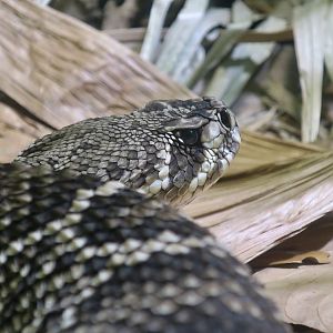Eastern Diamondback Rattlesnake (Crotalus adamanteus)