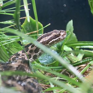 Eastern Massasauga (Sistrurus catenatus)