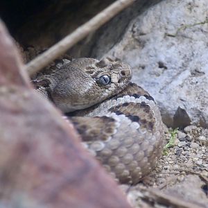 Catalina Island Rattlesnake (Crotalus catalinensis)