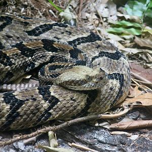 Timber Rattlesnake (Crotalus horridus)