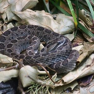 Mexican Dusky Rattlesnake (Crotalus triseriatus triseriatus)