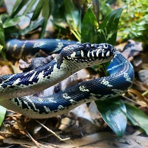 Boelen's Python (Simalia boeleni)