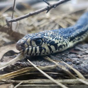 Bullsnake (Pituophis catenifer sayi)