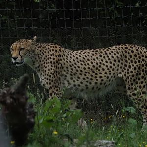 North African Cheetah 1