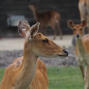 Barasingha 2