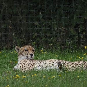 North African Cheetah 2