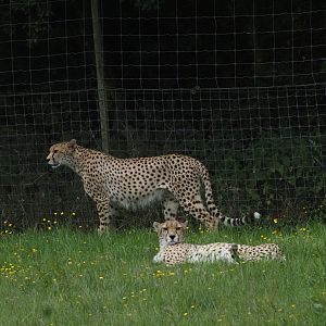 North African Cheetahs