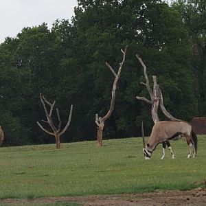 Southern White Rhinoceros and Gemsbok