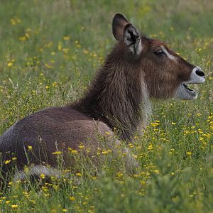 Common Waterbuck
