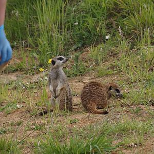 Meerkats