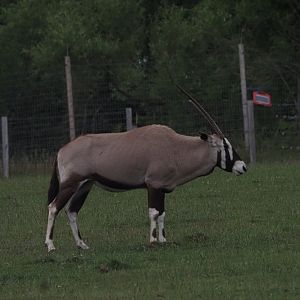 Gemsbok