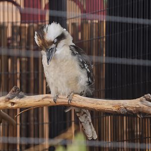 Laughing Kookaburra