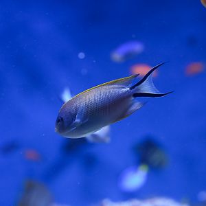 Swallowtail Angelfish (female)