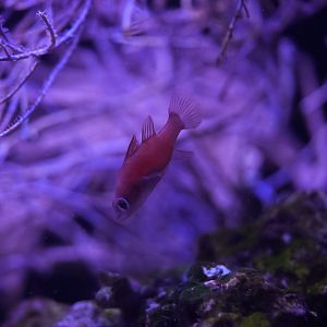 Red Stoplight Cardinalfish