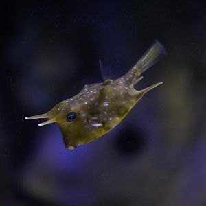 Longhorn Cowfish