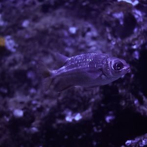Tinsel Squirrelfish