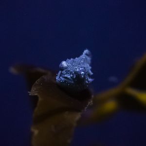 Pacific Spiny Lumpsucker