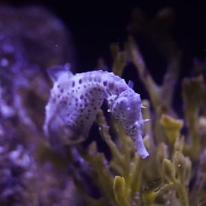 Pot-bellied Seahorse