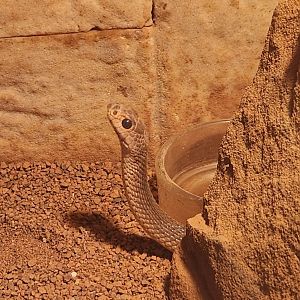 Louisville Zoo - Rhamphiophis rubropunctatus