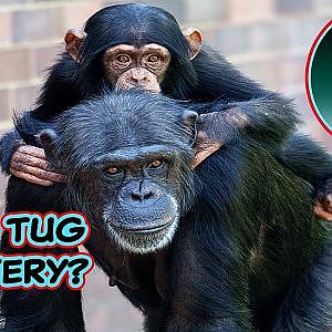 Somersault Galore For Baby Jeff