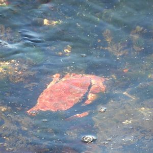 05/24/2025 - Red Rock Crab (Cancer productus)