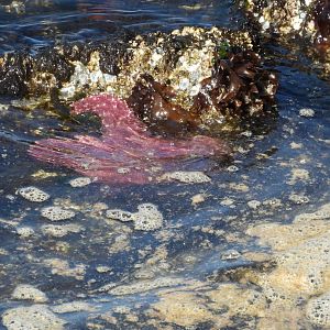 05/24/2025 - Ochre Sea Star (Pisaster ochraceus)