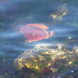 05/24/2025 - Red Rock Crab (Cancer productus)