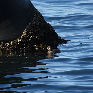 05/24/2025 - Harlequin Duck (Histrionicus histrionicus)