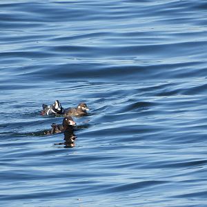 05/24/2025  - Harlequin Duck (Histrionicus histrionicus) and Surf Scoter (Melanitta perspicillata)