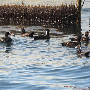 05/24/2025 - Surf Scoter (Melanitta perspicillata)